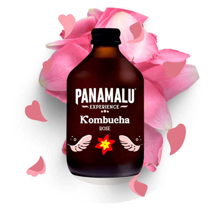 Panamalu Kombucha Rose HP 2022